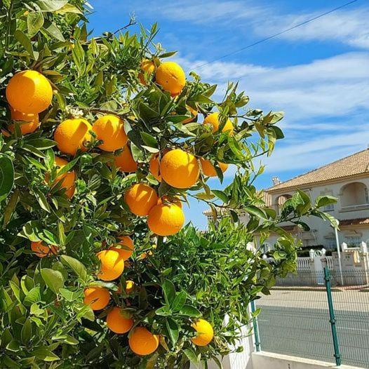 Appartement With Sea View, La Mata *